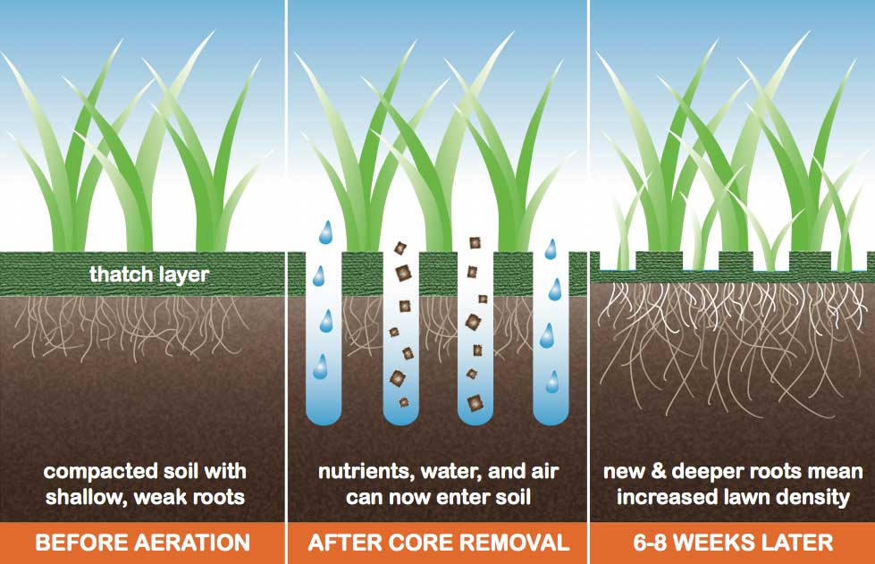 Benefits of lawn aeration in Georgia lawns - Absolute Green Landscaping