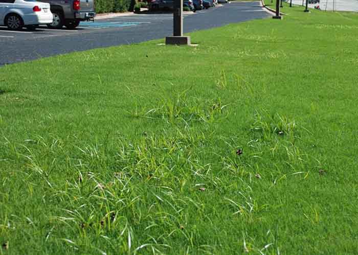 Nutsedge in lawns weed control and fertilizer - Absolute Green Landscaping