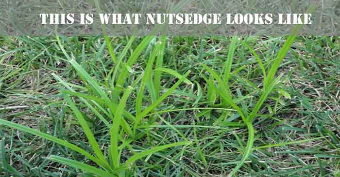 This is Nutgrass Georgia Weed - Absolute Green Landscaping