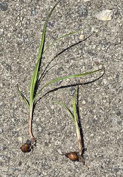 Nutsedge or nutgrass root weed control - Absolute Green Landscaping